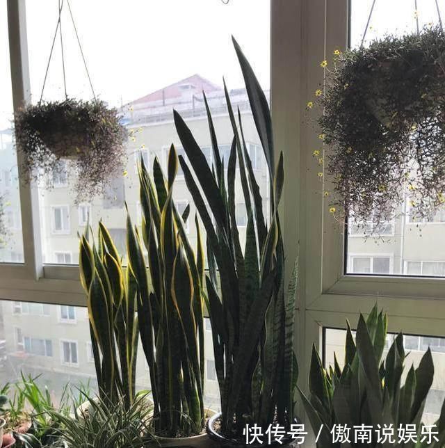 老妈养虎皮兰，往土里埋点料，虎皮兰长得快，侧芽蹭蹭冒