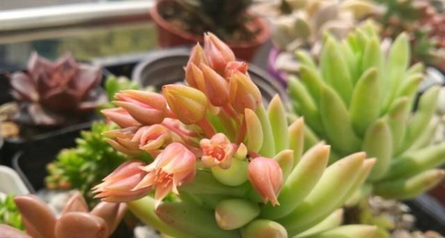 夏季|养多肉,天热是“一道坎”这3种好养护,度夏0压力