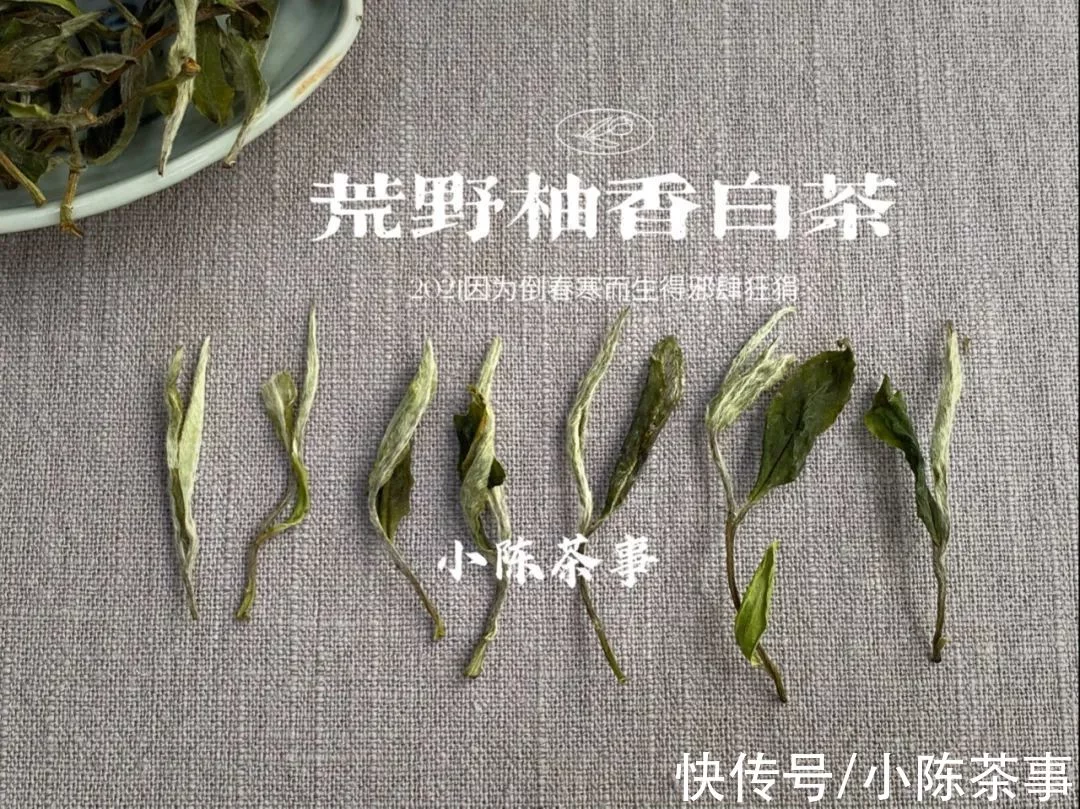 这才是我们小陈茶事的“双11”，是的，我们的，当然也是茶友们的