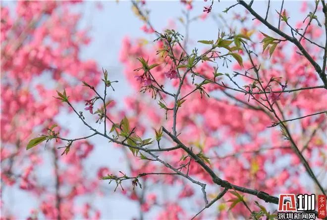 走，一起来看深圳的“花花世界”