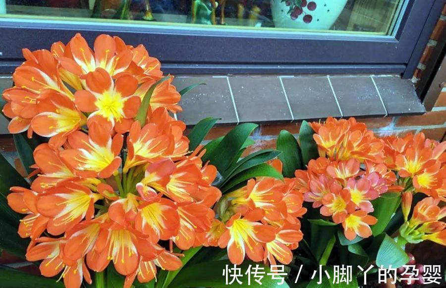 生物酶|植物养得不好,多半根没长好,加上这些长得快