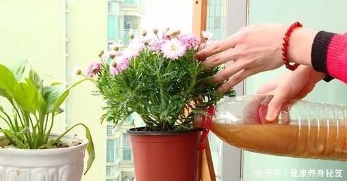 3种“酸水”养花必备,一月浇一次,绿的像刷漆,大花开不断!