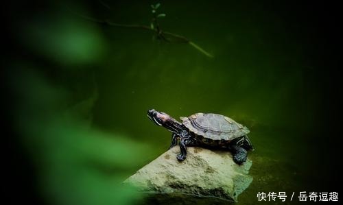 古人往井里放2只小乌龟,到底是为什么?看完真佩服古人的IQ!