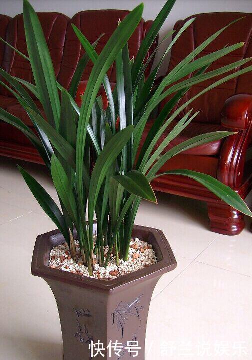 春兰惠兰建兰傻傻分不清楚看一点就明白，注意遮阴浇水，花特多