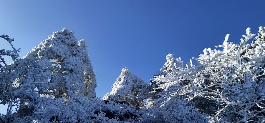 黄山风景区|零下10．3℃ 安徽黄山现大面积雾凇景观