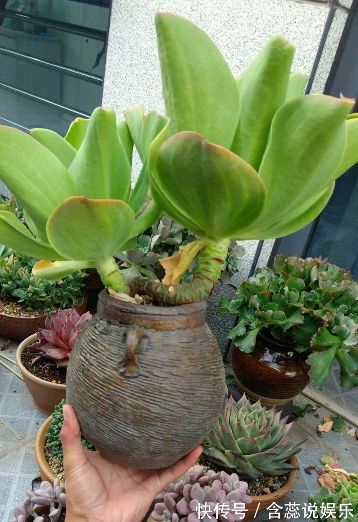 坛子|他用菜坛子种多肉,1分不花,呼呼长成“大米饭”!