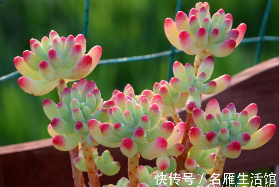 以至深秋，养一棵乙女心多肉老桩，冬天叶片就像QQ糖一样红润通透