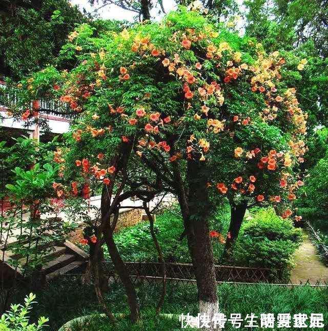 盆花|养10盆花不如种棵“树”一年花开170天,黑,吉,辽,冻不死