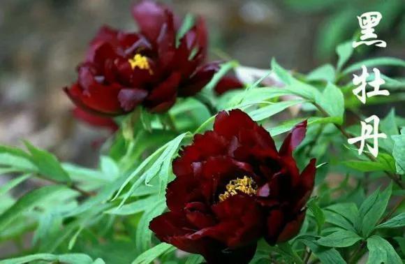 喜欢牡丹花，却一不小心买到芍药！附牡丹花品种图鉴大全