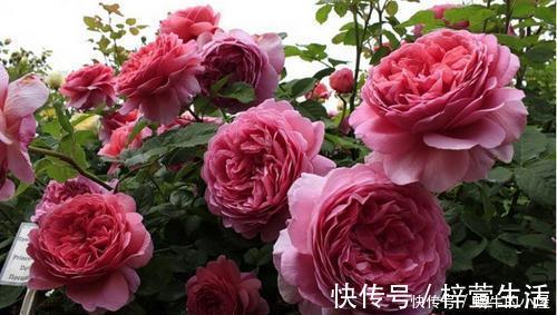 养护|夏天养这4种花,千万别淋雨,一沾水就黄叶掉花苞,记得搬进屋