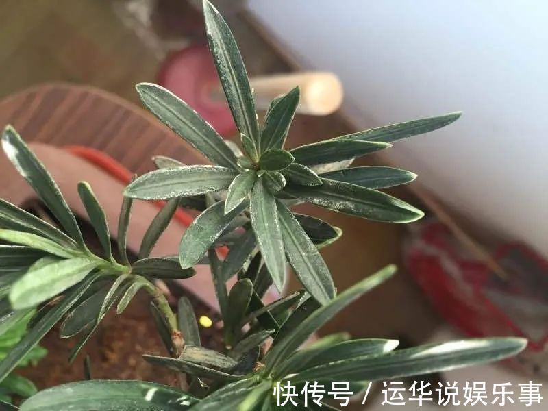 10种花爱喝醋,浇水加点酸,叶子油亮爱开花!