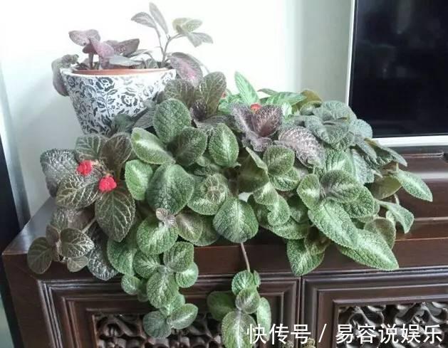 彩叶草彩叶草|7种不容错过的室内耐阴盆栽,没有阳光也能开花