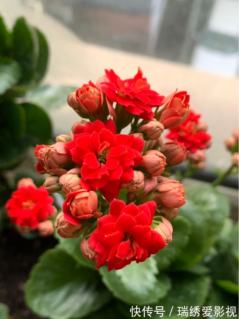 长寿花现在还不冒花苞,赶紧用个“狠招”,很快就开花爆盆