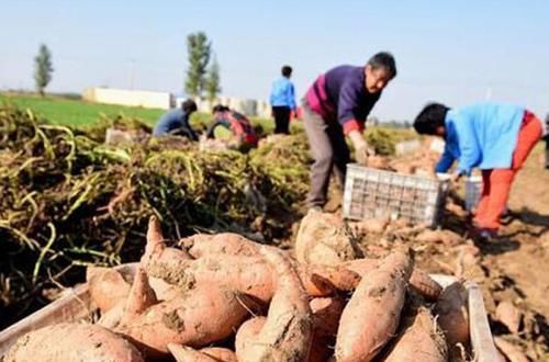  食用|别看红薯便宜不起眼，常食好处多多，但讲究 “3不吃”你知道吗？