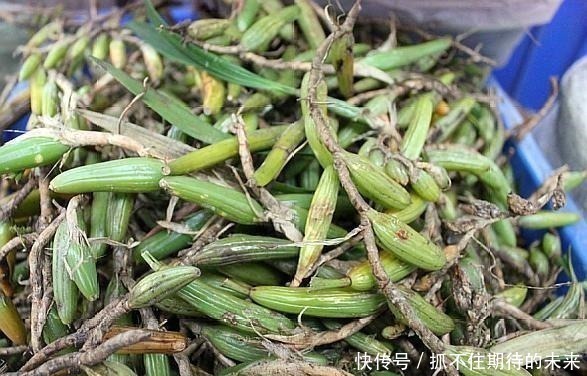 树干|农村一种野草，“喜欢”长在树干上，晒干后每斤40元左右