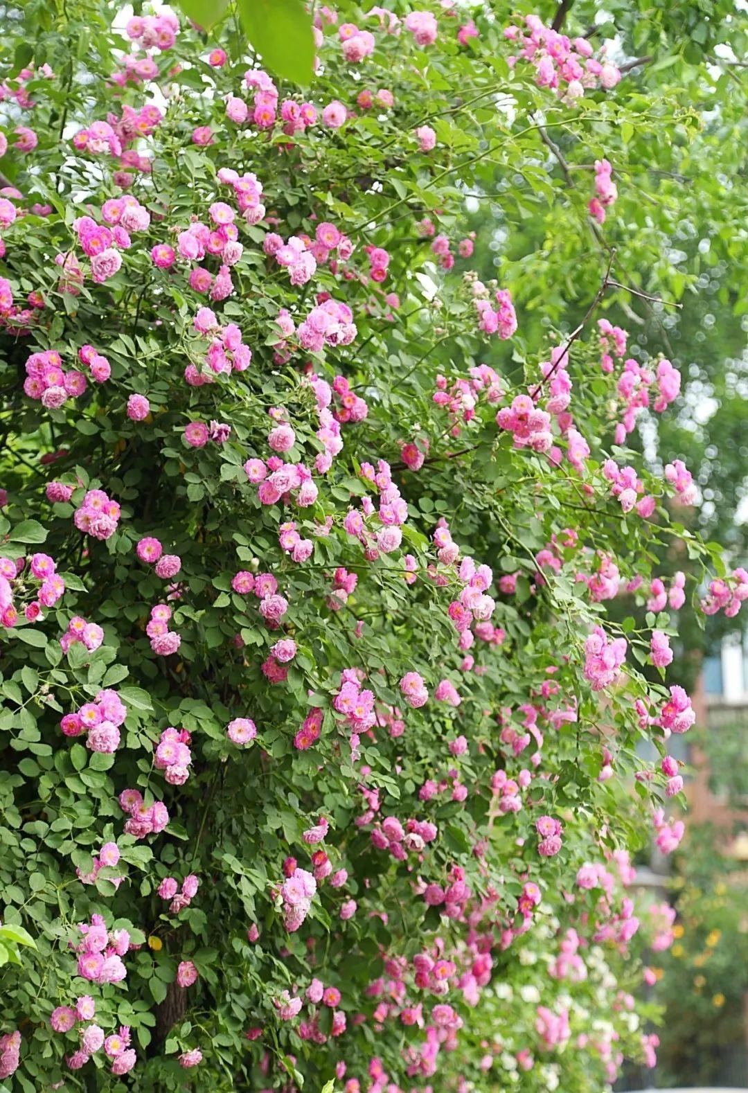 农村养花优势发,地大肥多,一不小心养成小花海!