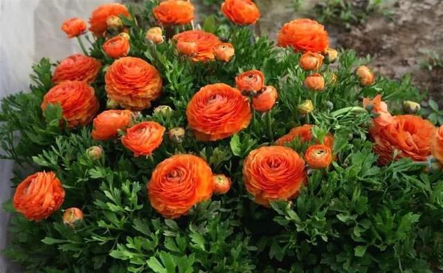 是真的吗|花花草草养在家,精气神足,有朝气,那为什么有人说家里不能养花