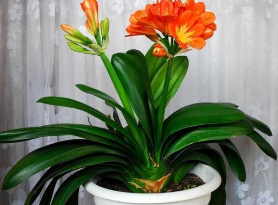 动物内脏|养花就用这些东西“密制”花肥,不花一分钱,还好用不烧根