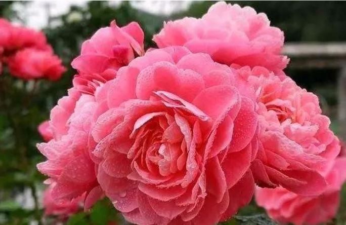 四种花常年开花易爆盆,花朵大花期长,比牡丹还美,年年开花美翻