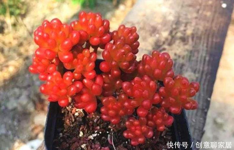 一要|多肉红不红就靠2点,一要看养护,二要看摆放,才能养出美状态