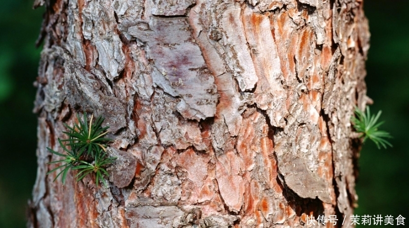 松树皮其实是个宝,营养丰富胜化肥,养啥啥壮真给力