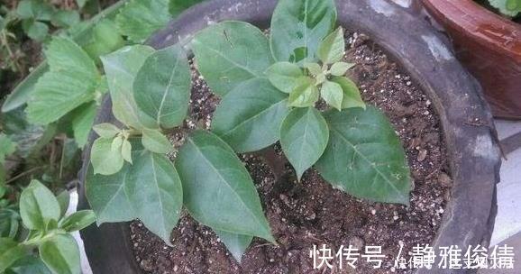 现在扦插此4种花,一周就长芽生根,一棵变多棵,成养花大户了