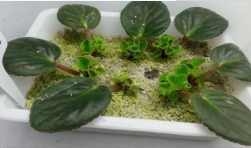 现在“种下”5种花，只需1片叶子，秋冬开满阳台，开花一茬接一茬