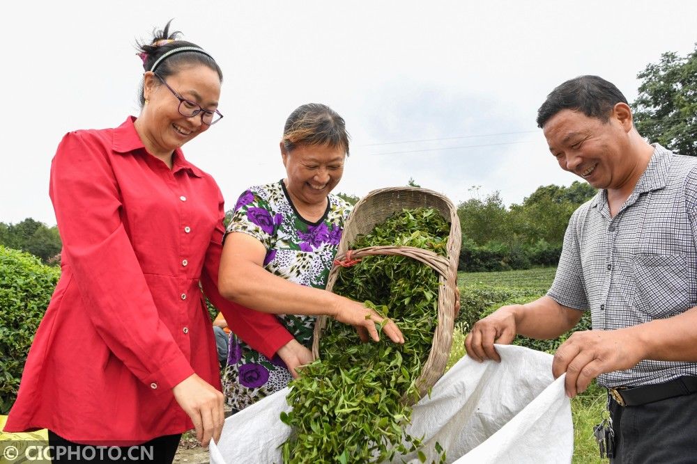 茶农|湖北保康：秋茶采摘忙