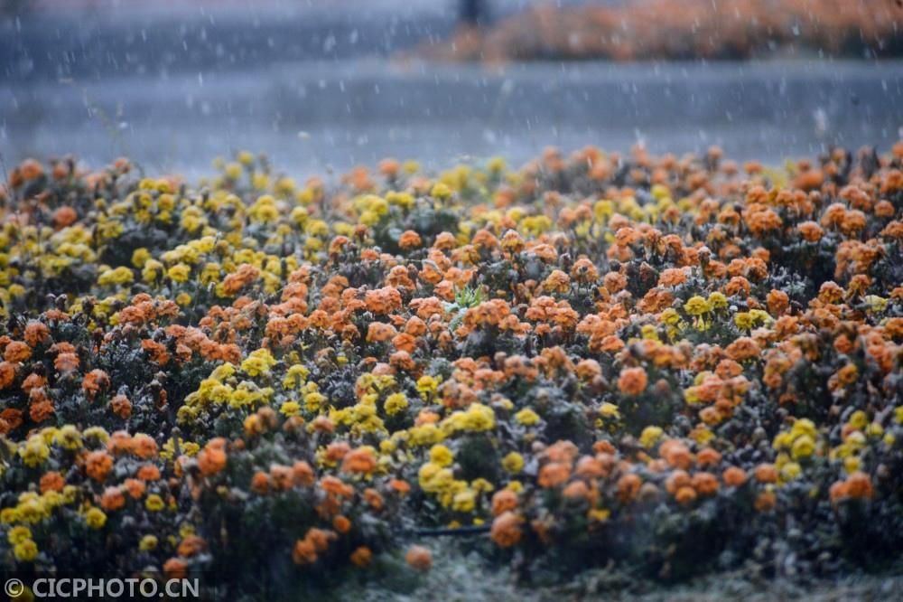  拍摄的植物|四季之歌｜大雪至 仲冬始