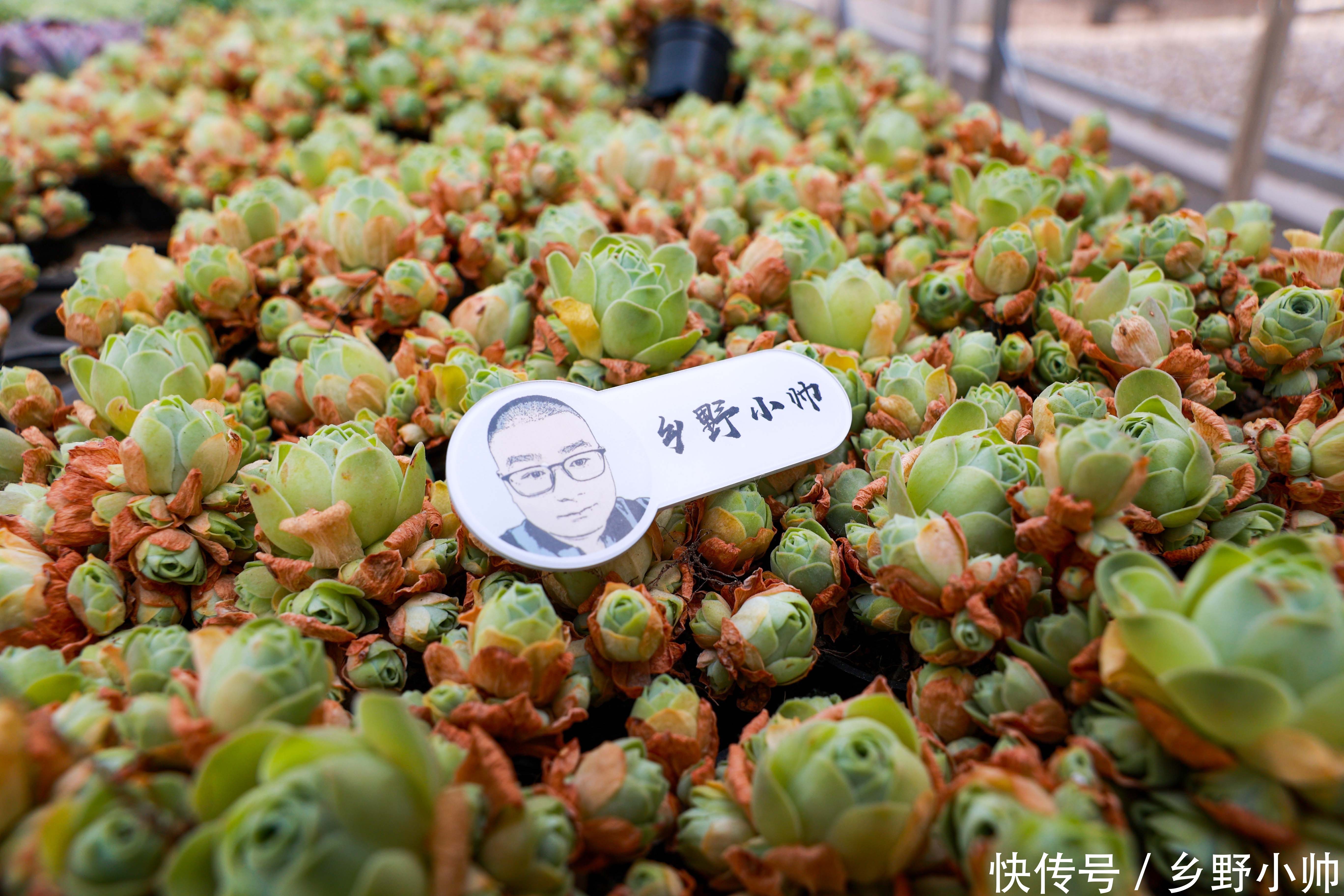 姬星美人|好花配好器， 学会这些搭配技巧，肉肉更美更漂亮