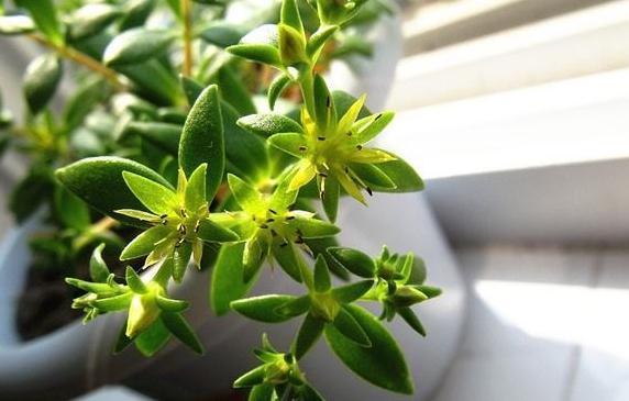 入冬后,买4种垂吊花挂阳台上,生命力旺盛,观赏性高,真值