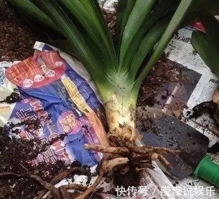 光照|养好君子兰,首先要“戒掉”3个坏习惯,要不烂根、不长、不开花