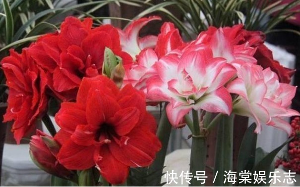 种球|“朱顶红”开花不断，掌握关键4点，花开一茬又一茬，个个比脸大
