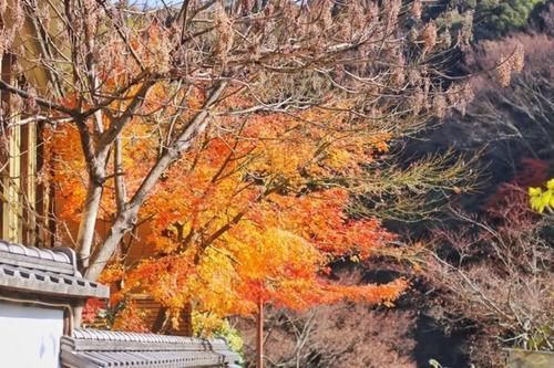 上野公园|这里和动漫的景色无差？日本，一个值得一去再去的国家……