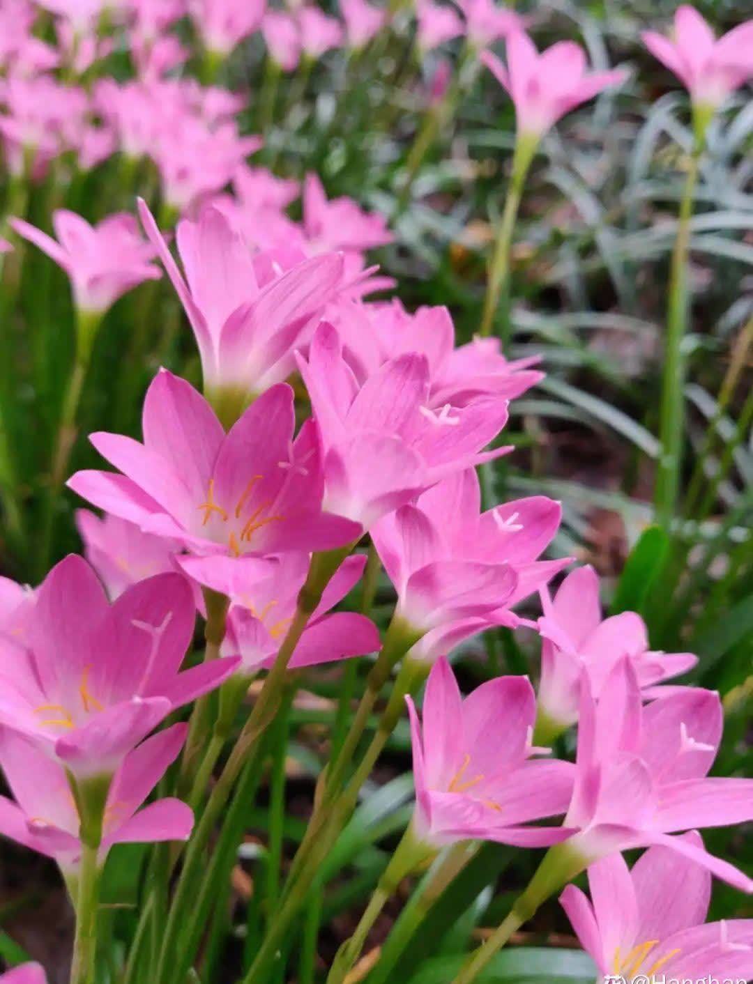 风雨兰太皮实,暴晒淋大雨,反而疯狂开花