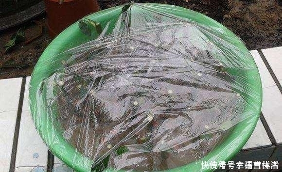 栀子花|扦插月季、栀子花、三角梅,只用一个矿泉水瓶,插出满满大白根