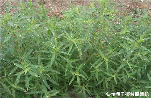 七月,這個野菜隨處可見,清熱去暑降血壓,不懂的人把它當草