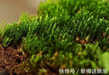 腐叶土|这几种土用来养花,一年到头不用施肥,不用施肥也长的旺盛