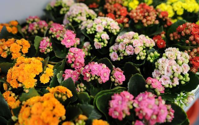 长寿花能够露天养护吗淋雨对长寿花有危害吗