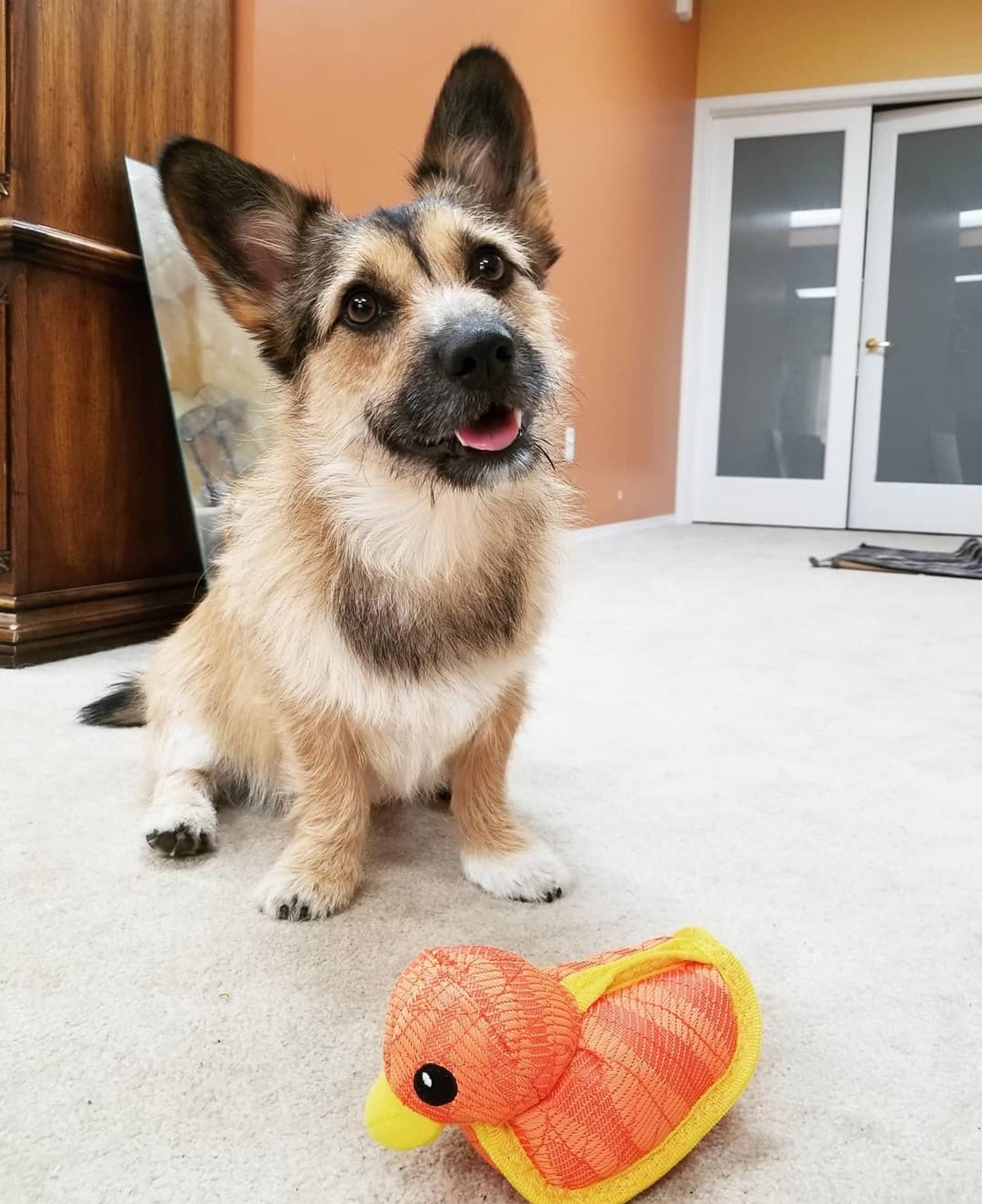 神仙颜值串串狗 德国牧羊犬和柯基犬结合 网友表示 太难猜了 天合乐学帮助家长发现孩子的更多可能