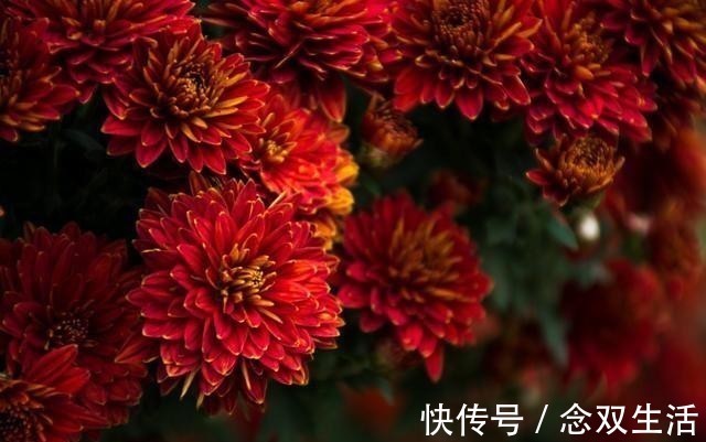 豆瓣评分#左手菊花右手刀的民族，在这本豆瓣评分8.2的书里写得淋漓尽致