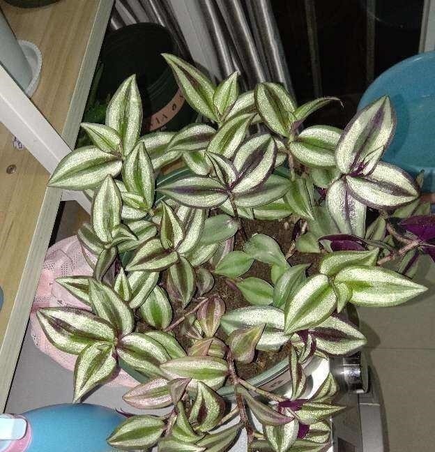 耐阴花|12种耐阴花,适合养在卫生间里,光不好也能呼呼长!