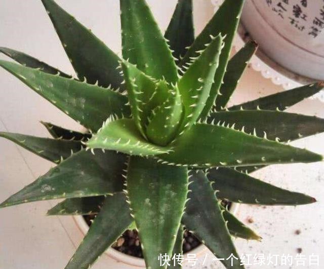 室内养6种植物,能净化空气环境,点缀家居、有益健康!