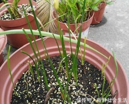 花石榴|4种花，不怕炎热不怕“寒冷”，真的好养又漂亮，谁都能养爆盆！