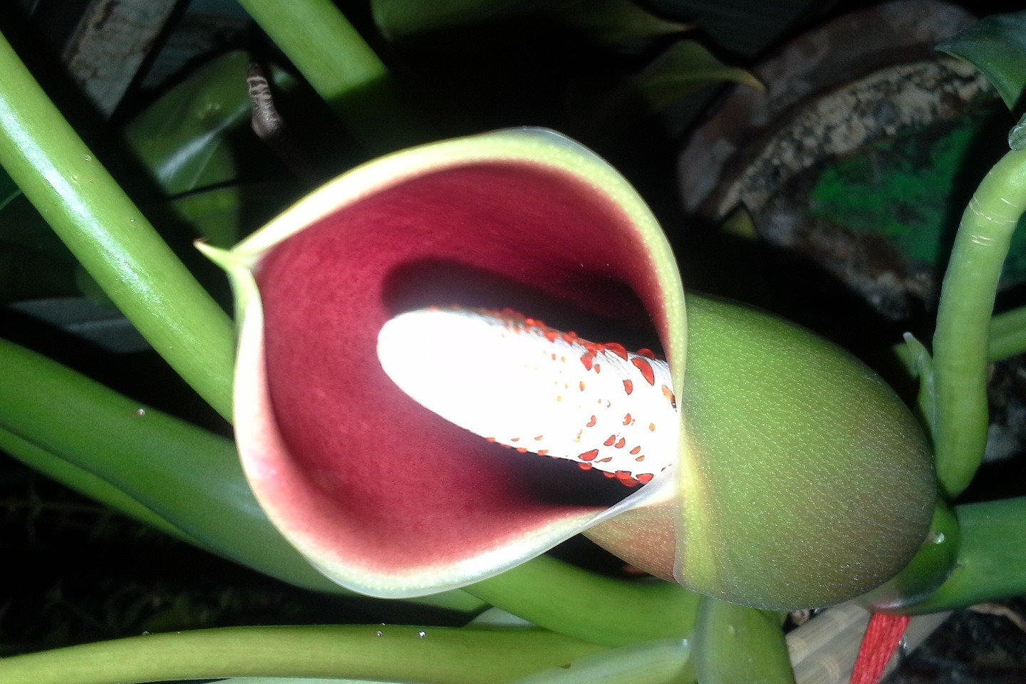 绿萝开花吗真的有人看到过，有图片为证！并不是谣言