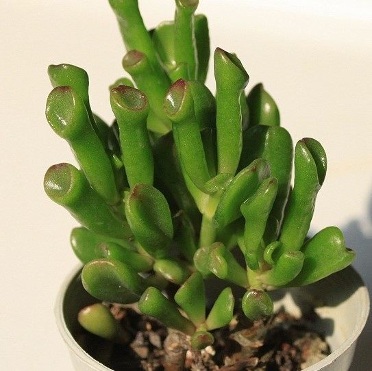 多肉植物|观赏价值高又好养的盆栽多肉植物,太阳一晒就变颜色!