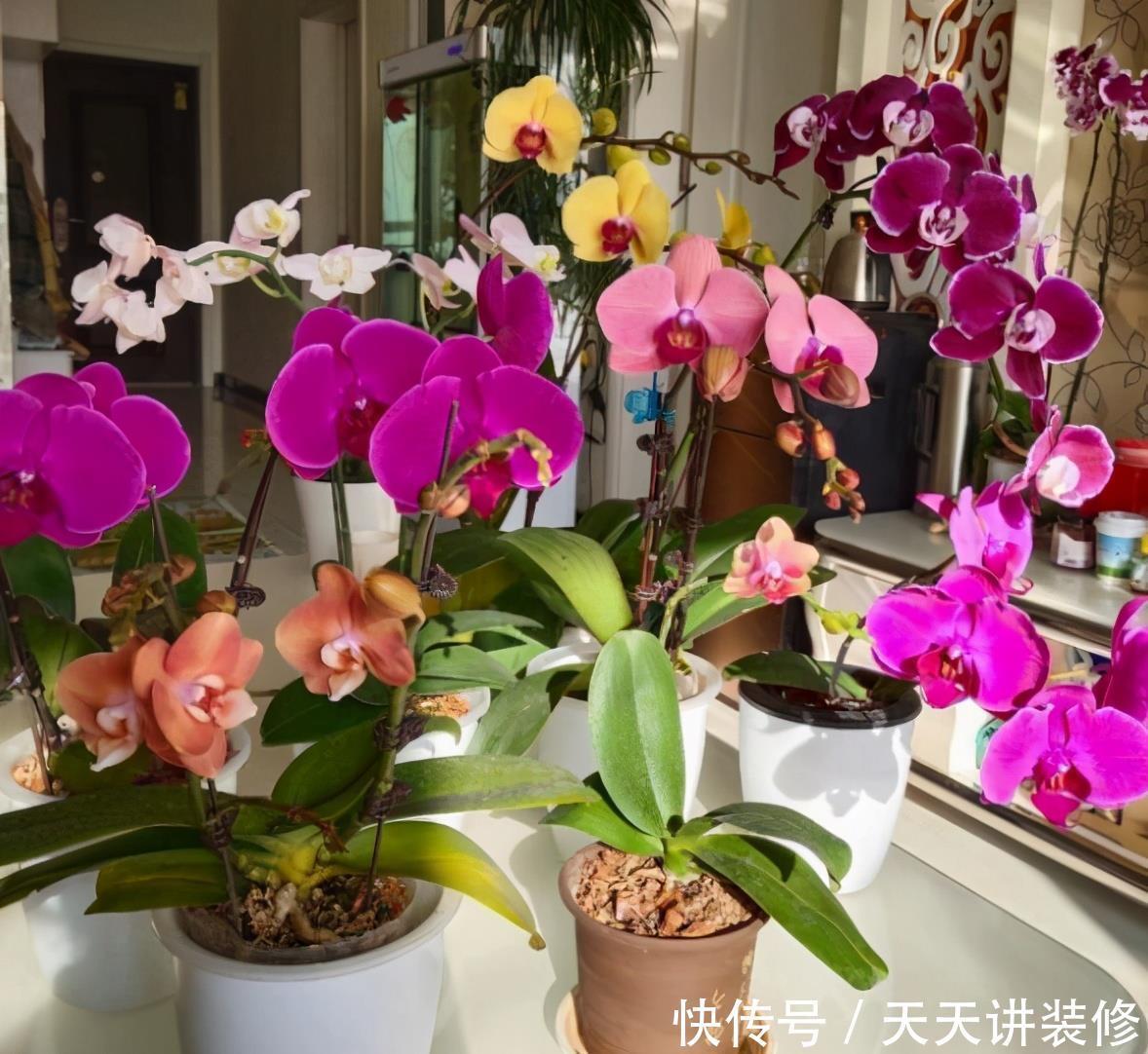 丽格海棠|4种花漂亮“娇滴滴”,新手养它都“没戏”,养一回伤一回