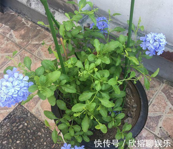 9月给天竺葵剪个短发,过冬前就能窜叶子,明年春天开成大花球!