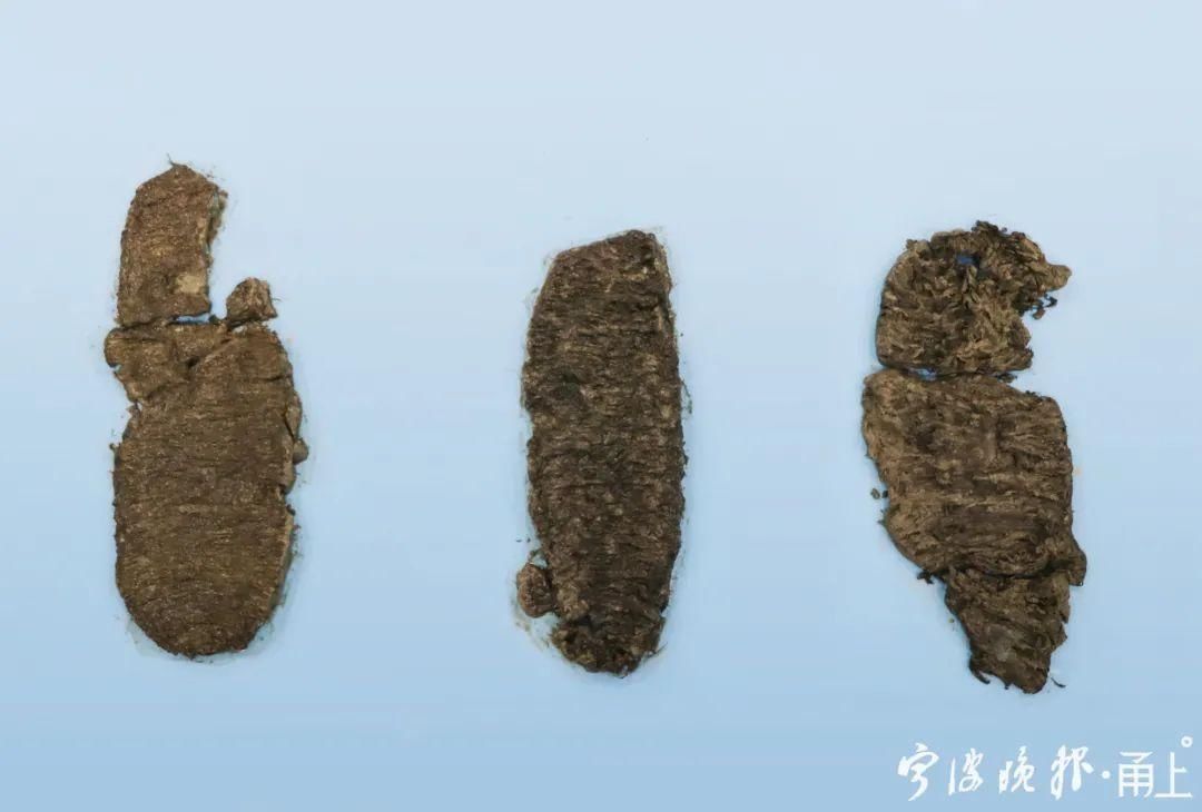  2号护岸|罕见！宁波又有重大发现！