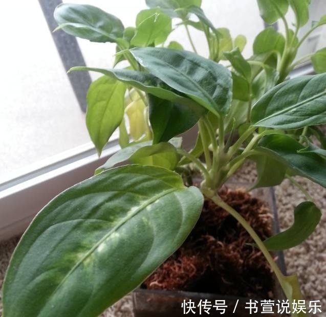 家里的盆栽叶子变黄了怎么办,老司机教你几招轻松搞定!